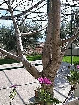 Tomasovic With Pool In דירה *